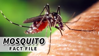 Mosquito Facts How Well Do YOU Know the MOSQUITO [upl. by Bartley553]