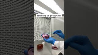 Streaking on agar plate microbiology shortsvideo lifescience streaking microbiologylab [upl. by Bunde]