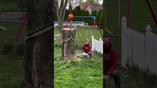 🌳🪚Cutting down a tree in a residential neighborhood Shout out to Young’s Tree Service treework [upl. by Ameer]