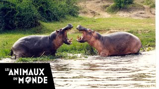 Lhippopotame  champions de la nature [upl. by Annovahs546]