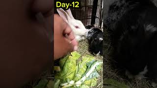 Rabbit Life Cycle Day12  Birth Kit Stage drusmanmirza rabbit bunny pets shorts short cute [upl. by Melan645]