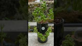 Empty Bottle Into Planting Pot planterdecor indoorgarden plants diy [upl. by Atims]