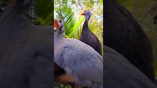 But nop they are not Guineas are Galliformes group all chicken like family birdsviralshortvideo [upl. by Sabir28]