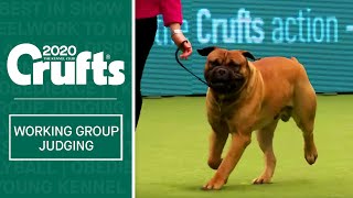 Working Group Judging  Crufts 2020 [upl. by Meraree]