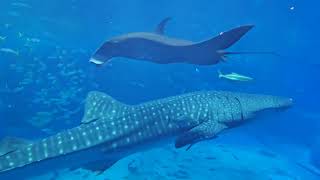 Okinawa Churaumi Aquarium on rainy day [upl. by Bouzoun]