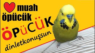 Muah Öpücük Öpücük Islık sesi  Konuşan Muhabbet Kuşu Fıstık dinlet konuşsun [upl. by Ecilegna]