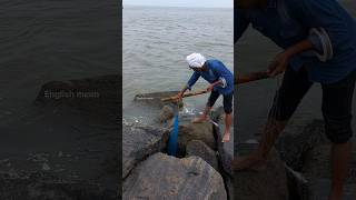 ജീവനുള്ള ചെമ്മീൻ ഇര പൊളിയാ fishing seafishing fisherman fishingmalayalam shorts fish [upl. by Elnora773]