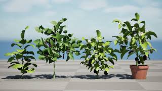 Eggplant Plant 3D animation with unreal [upl. by Dari]