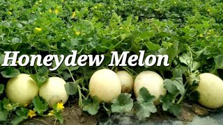 Growing Honeydew Melon 🍈  How To Grow Honeydew Melon From Seed [upl. by Godber]