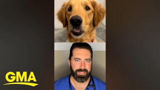 Veterinarian breaks down why dogs do chompies or excessive biting of air [upl. by Gilberto]