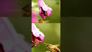 Fascinating Honeybee 🐝 Facts Waggle Dance amp Honey 🐝 [upl. by Eeb]