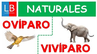 Animales OVÍPAROS y VIVÍPAROS para niños ✔👩‍🏫 PRIMARIA [upl. by Aissat]