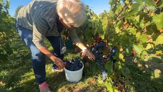 Angles  Premières vendanges pour lassociation Les Amis de la vigne [upl. by Anairotciv]