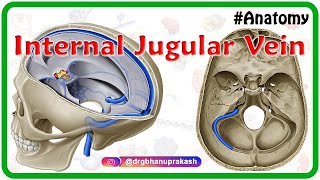 Internal jugular vein  Gross anatomy of Head and neck medical animation [upl. by Desberg]