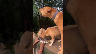 please Help 🐄🐴🐶🐱🕊️🦚❤️ dog animals delhi [upl. by Lallage]