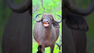 animals funny cow comedy animalsounds shortsvideo buffalocomedy comedyfilms funnybuffalo [upl. by Matusow]