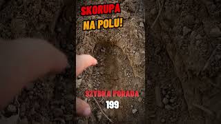 SKORUPA NA POLU  HEKTAR WIEDZY  SZYBKA PORADA 199 [upl. by Apollo]