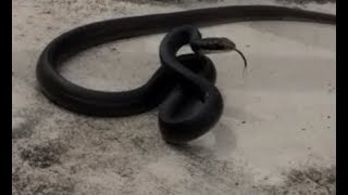 Black Racer Snake Deerfield Beach Florida Part 2 [upl. by Relyhs]