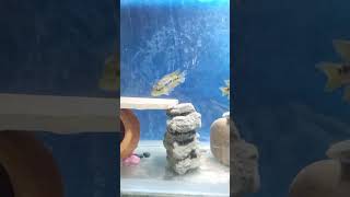 selvini chicklet fish fish Breeding pairshortvideos [upl. by Ydospahr289]