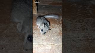 Oscar🐈 caught a dormouse animals cat dormouse [upl. by Zennie]