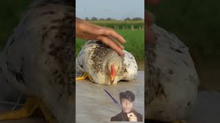 Experiment With Chicken 🤯 chicken hen animals experiment birds factsinhindi [upl. by Jermayne]