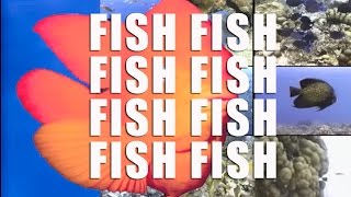 What A Catchy Song This Is  Fishfishfishfishfishfish  Listen with your Toddlers [upl. by Nowyt]