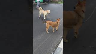 German dogs behaviour with the other dogs [upl. by Kcirtemed319]