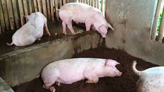 PAANO MABILIS BUMIGAT ANG BABOY ✅ DISKARTE PAKAIN SA PIGGERY [upl. by Drucy]