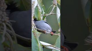 Legends of the Redwhiskered Bulbul Brave Bird [upl. by Wilsey73]