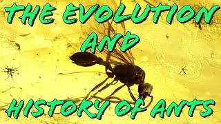 The Evolution and History of Ants [upl. by Einahpit235]