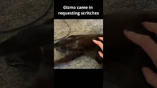 Gizmo came in requesting scritches cat blackcat blackcat cute [upl. by Damicke]