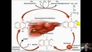 Vitamina K [upl. by Krock]