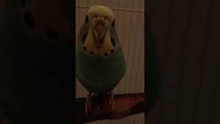 birds fypviralシ birdslover birds viralshort talkingparrotscareandroutine [upl. by Miarhpe]