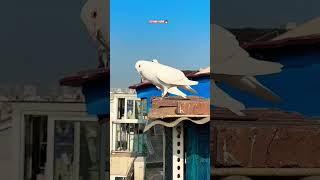 Part 267 pigeon birds animals pets rotanafarm attitude bird kabutar birdspecies kabootar [upl. by Ettenotna]