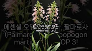 에센셜 오일로 유명한 팔마로사 Palmarosa Cymbopogon martinii 효능 TOP 3 [upl. by Enerod]