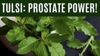 3 Powerful Ways Tulsi Fights Prostate Cancer [upl. by Leugimesoj]