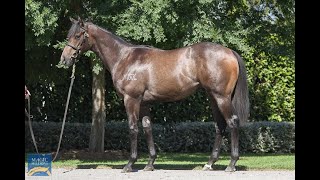 Magic Millions 2024 January  Lot 863  Kings Legacy x Light Mover colt [upl. by Kcam]