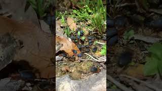 Bombardier Beetles beetles nature insects [upl. by Ahsirhcal505]