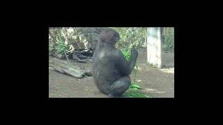 The best and cutest little gorillas sit and eat 🥰🥰🥰 Animal video 2024 Shorts [upl. by Bartolemo268]