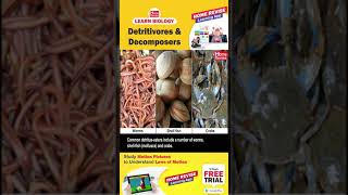 Detritivores amp Decomposers  Learn Biology with Home Revise [upl. by Barnie]