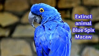 Extinct Animal The Spix Macaw  Blue Spixs Macaw  Extinct Parrot macawbird kidsvideo [upl. by Kimmi]