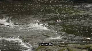 Yorkshire Dales  Aysgarth Falls  Duck swimming against the current  Fremantle stock  E17R36 012 [upl. by Boak]