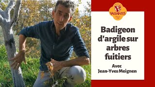 Badigeon dargile sur arbres fruitiers [upl. by Lyrradal]