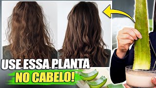 8 RECEITAS SECRETAS que SALVAM qualquer cabelo em 7 dias com BABOSA Aloe Vera [upl. by Aicillyhp]