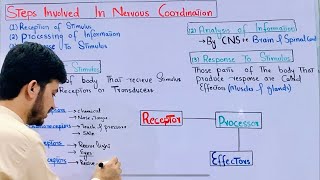 Steps involved in nervous coordination class 12 Receptors Processor Effectors MDCAT Biology [upl. by Allak]