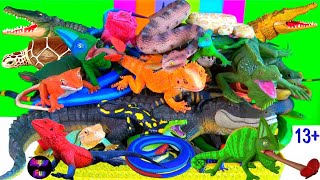 45 Amazing Reptiles  Snakes Lizards Turtles Crocodilians Chameleons 13 [upl. by Kiele]