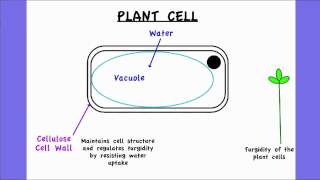 236 Outline two roles of extracellular components [upl. by Novyak119]