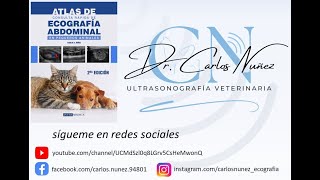 Ecografía de dos momentos de la Gestación de un Bulldog Francés [upl. by Nidak412]