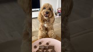 HO MANGIATO LA CIOCCOLATA 🍫😱 maltipoo dogtreats maltipoodog [upl. by Fai]