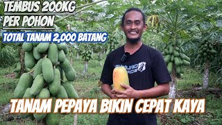 Peluang Usaha Petani Pepaya Omset Puluhan Juta Setiap Bulan [upl. by Goda]